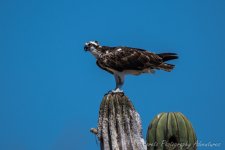 DSC_8012.jpg