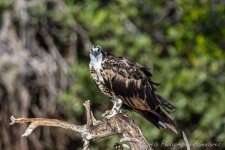 DSC_7899.jpg