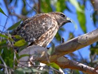 Hawk.jpg