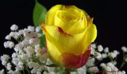 Yellow and Red Rose #1 7-28-2016.jpg