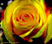Yellow and Red Rose #4 7-28-2016.jpg