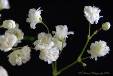 Baby's Breath #1 7-28-2016.jpg