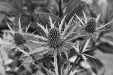 DSC_1149B&W.jpg