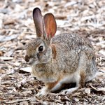 Rabbit.jpg