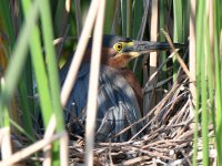 GreenHeron.jpg