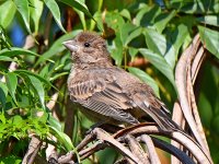 Finch.jpg
