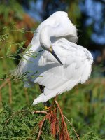 Egret2.jpg