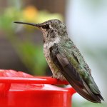 Hummer2.jpg