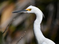 Egret9.jpg