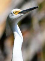 Egret11.jpg