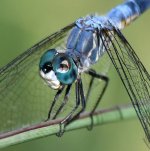 Dragonfly3.jpg
