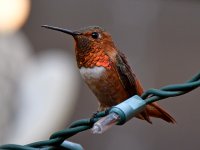 Hummer7.jpg