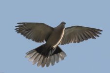 Dove002.jpg