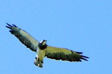 Hawk-0016.jpg