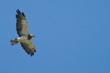 Hawk-0012.jpg