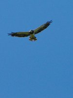 Hawk-0007.jpg