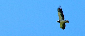 Hawk-0003.jpg