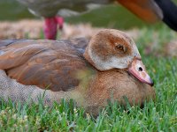 Goose.jpg