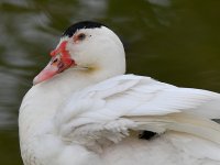 Goose3.jpg