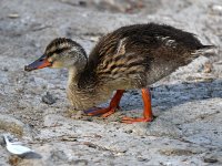 Duck2.jpg
