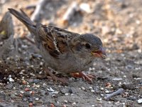 Sparrow3.jpg