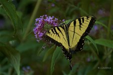 _AAA8835 - Version 2.jpg