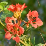 Bauhinia.jpg