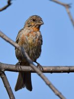 Finch2.jpg