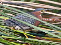GreenHeron6.jpg