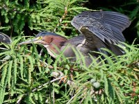 GreenHeron3.jpg