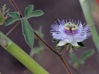 Passiflora2.jpg