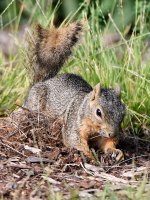 Squirrel.jpg