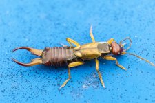 Earwig.jpg