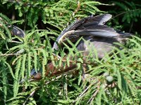 GreenHeron4.jpg