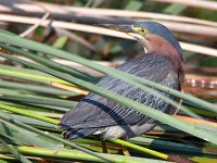 GreenHeron7.jpg