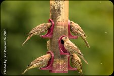 20160731-1595.jpg