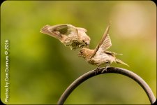 20160731-1574-Edit.jpg