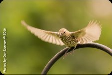 20160731-1575-Edit.jpg