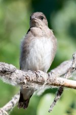 RoughSwallow-100.jpg