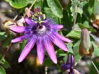 Passiflora.jpg