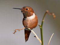 Hummer2.jpg