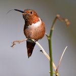 Hummer.jpg