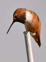 Hummer5.jpg
