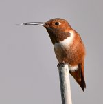 Hummer6.jpg
