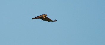 aug 1 2016 Hawk-0001.jpg