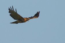 aug 1 2016 Hawk-0003.jpg