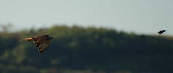 aug 1 2016 Hawk-0009.jpg