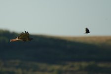 aug 1 2016 Hawk-0008.jpg