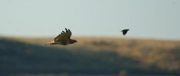aug 1 2016 Hawk-0007.jpg