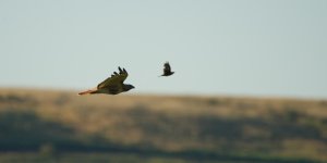aug 1 2016 Hawk-0006.jpg